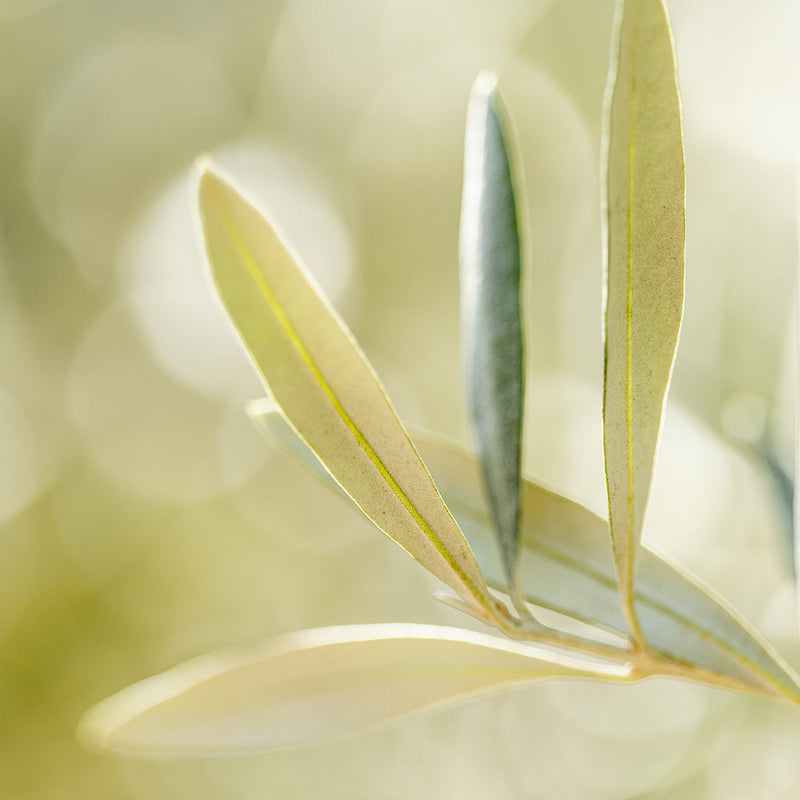 Why Olive Leaf Tea Is Part of My Daily Ritual