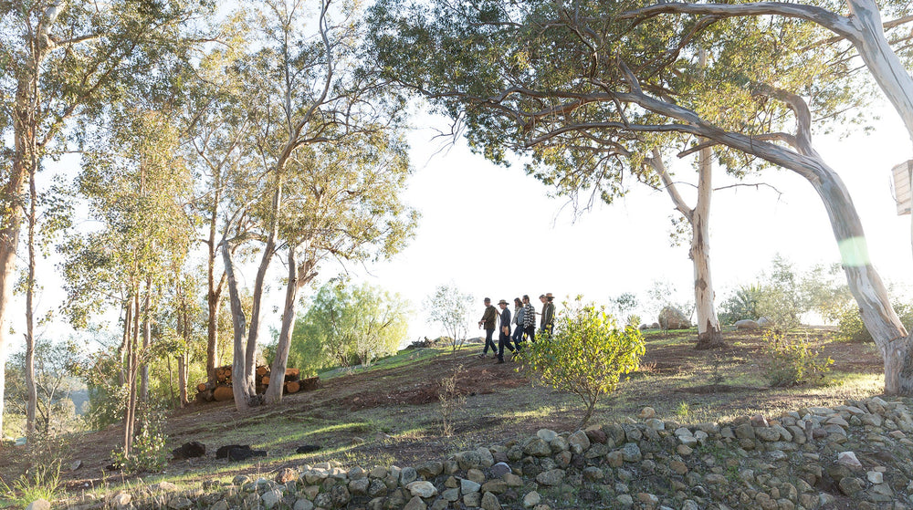 The Accidental Olive Orchard